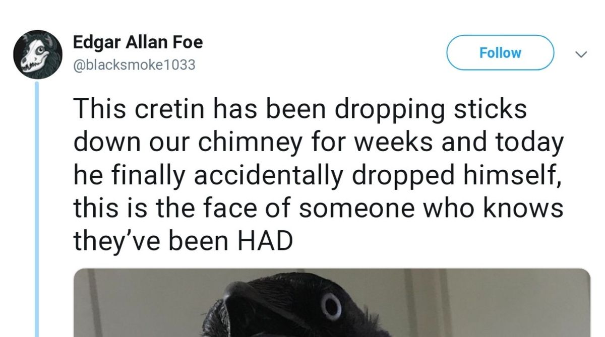 Bird's Priceless Reaction After Being Caught Red-Handed Has The Internet Cackling