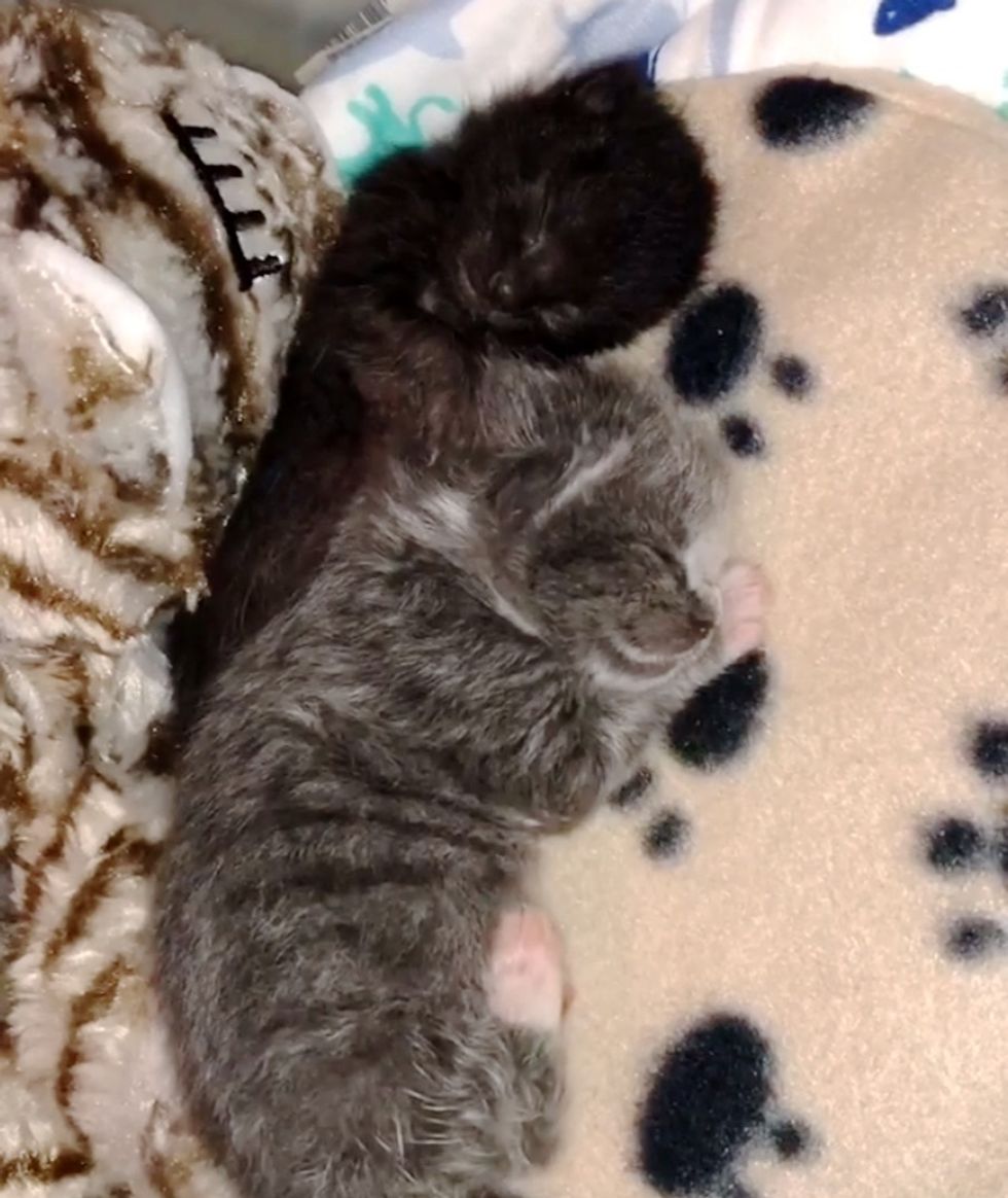 Kitten Clings to Her Sister After They Were Found at a School - Foster ...