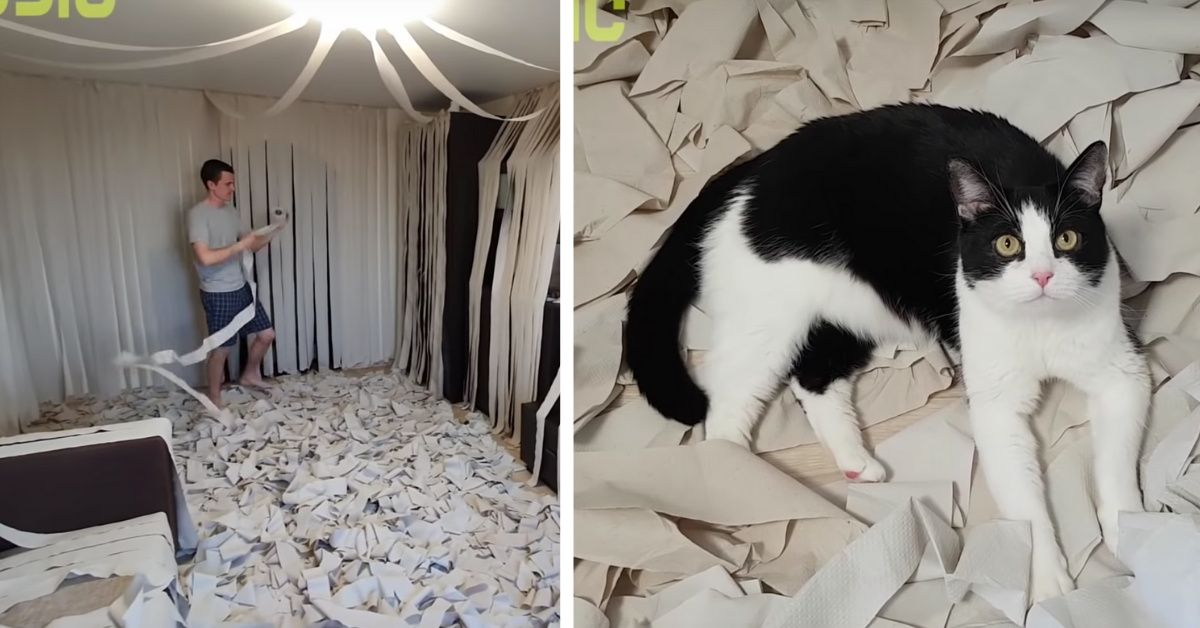 Cat Goes Absolutely Berserk In Room Completely Filled With Toilet Paper In Hilarious Viral Video