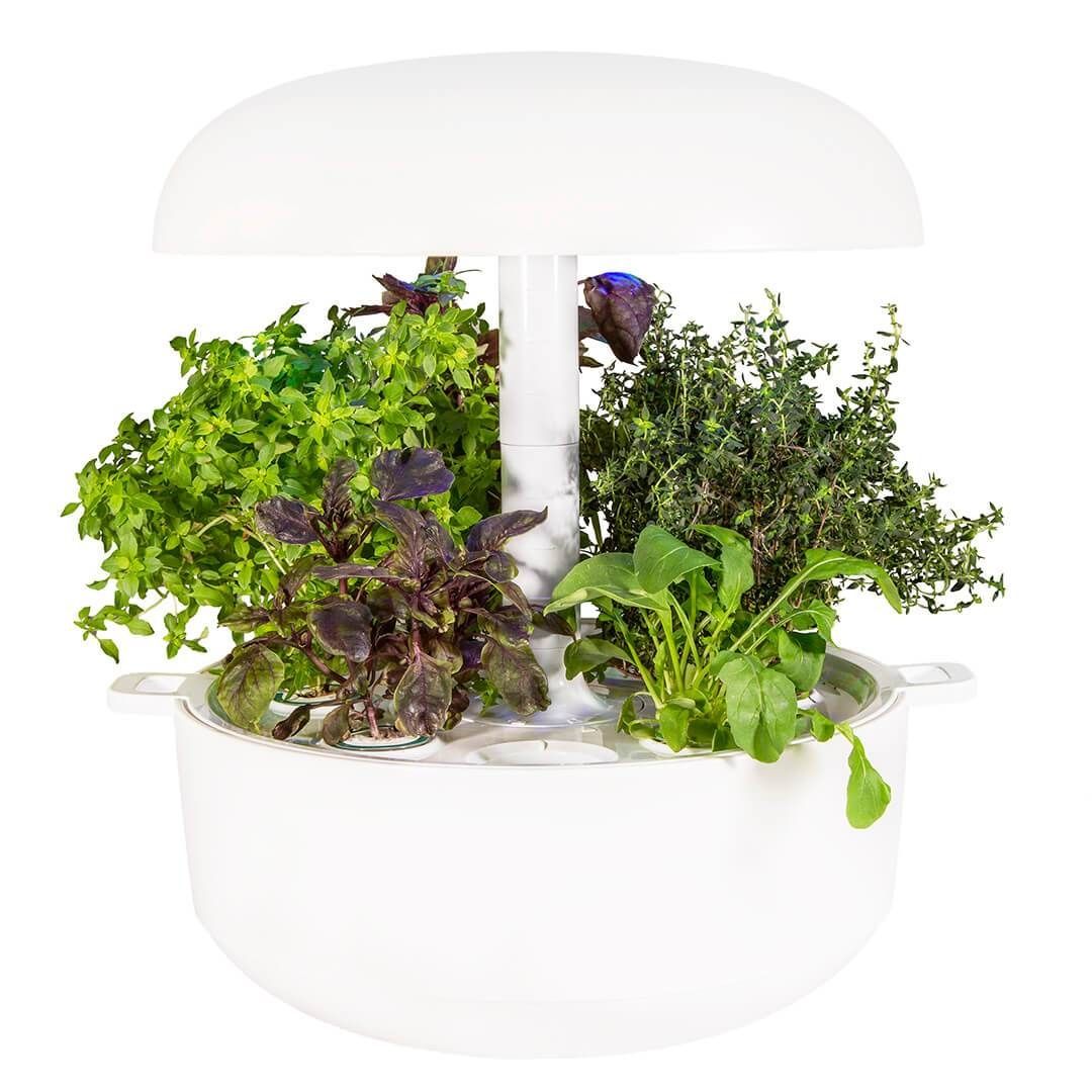 5 smart indoor garden planting kits to liven up your apartment