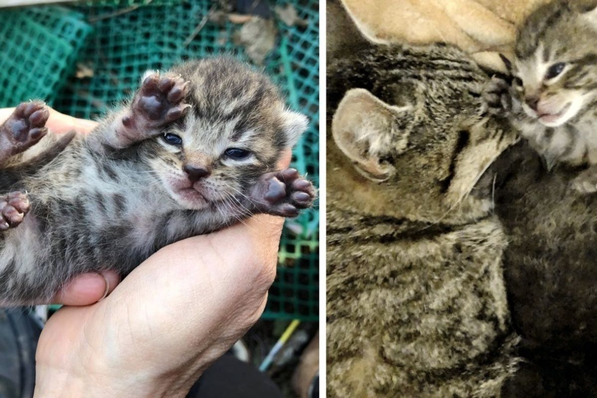 Woman Comes Back to Save Kittens and Cat Mom After Finding Their Nest in a Yard