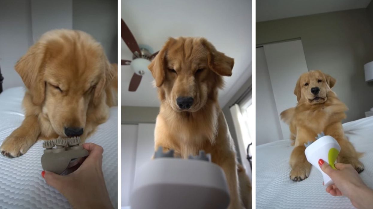Dog's Curiosity Over Electronic Head Massager Turns To Hilarious Panic Once It Gets Up Close And Personal