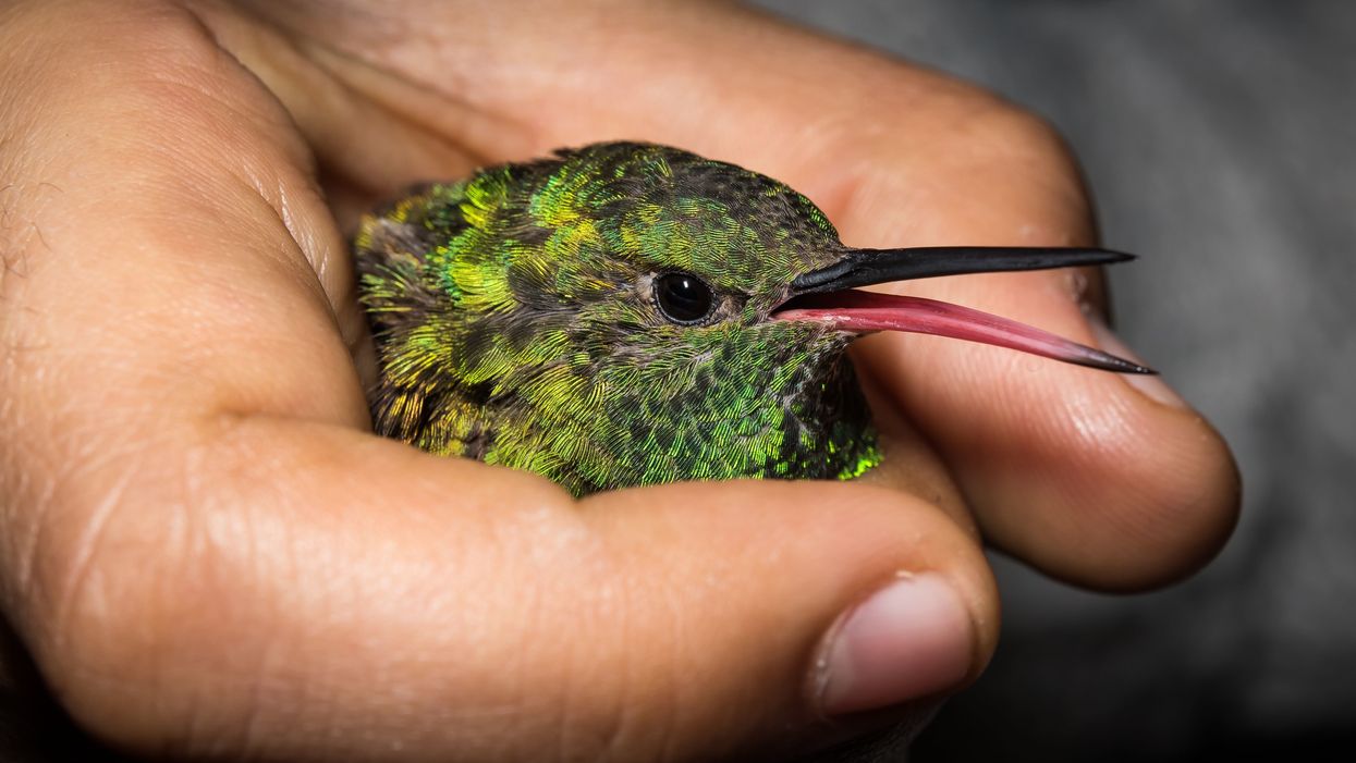 Hummingbird returns every year to Georgia man who nursed it back to health