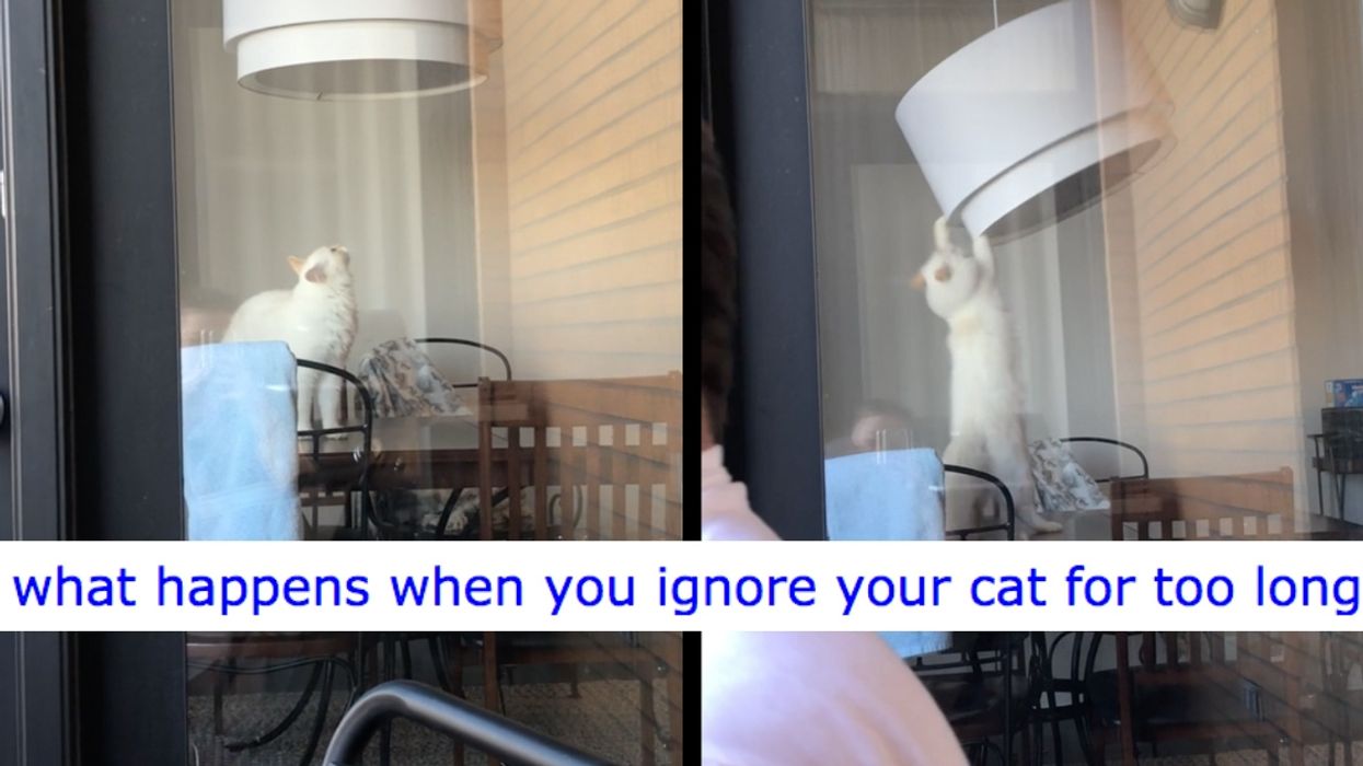 Cat Goes To The Extreme To Get Some Attention From Its Owners In Hilarious Viral Video