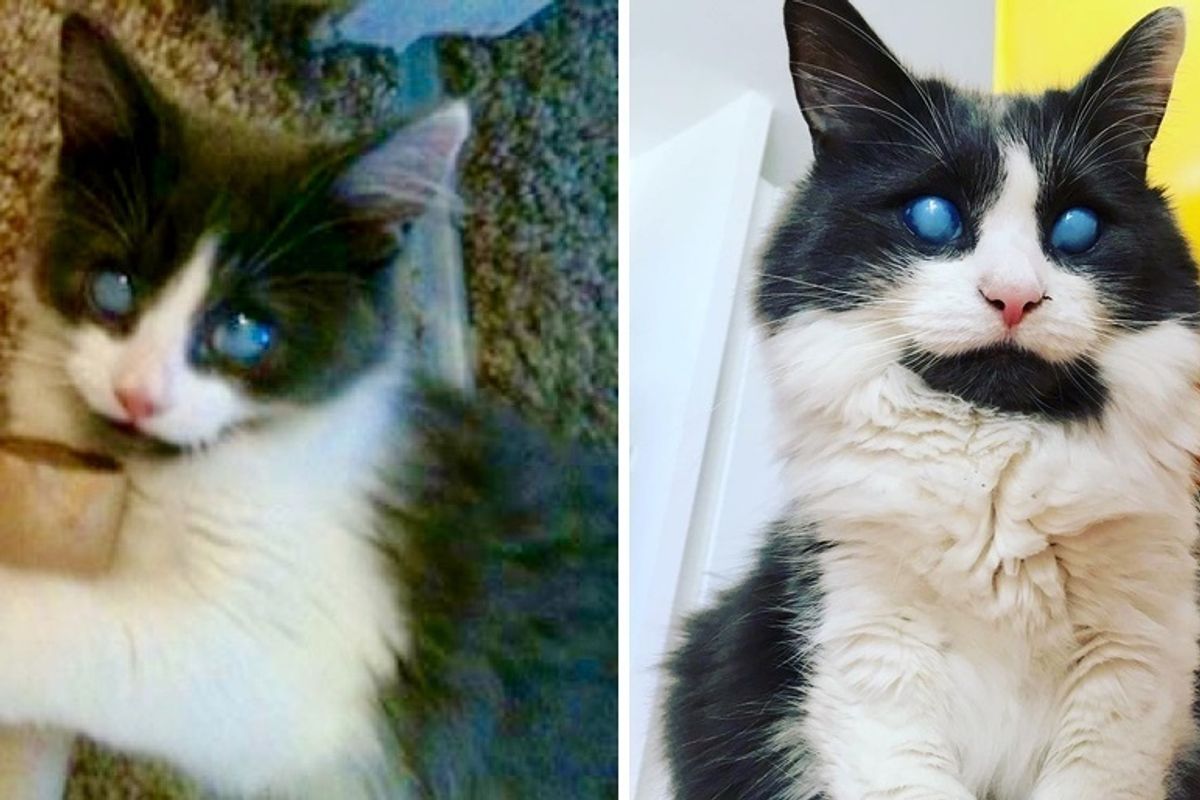 Blind Kitten Was Rejected by His Litter But Found Someone Who Showed Him Kindness and Changed His Life