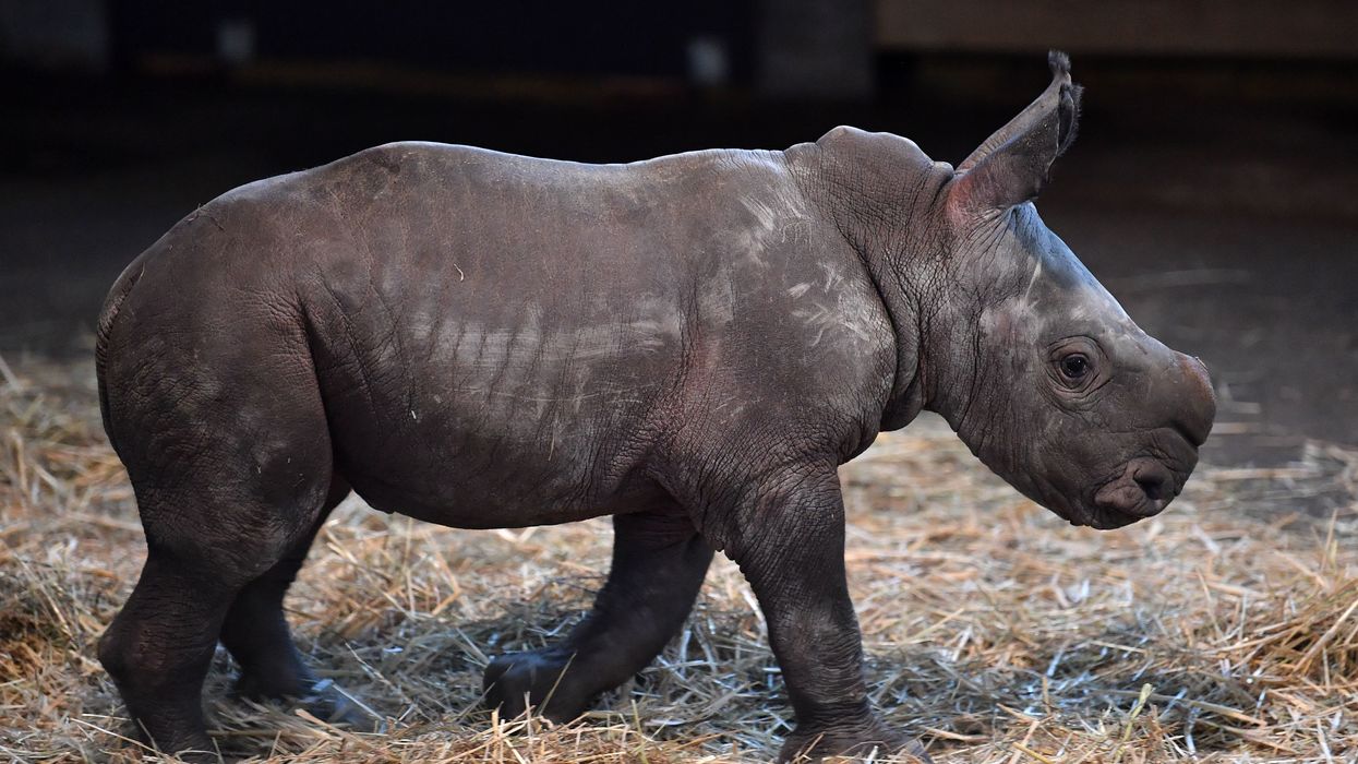 First rare rhino conceived by artificial insemination born at Miami zoo