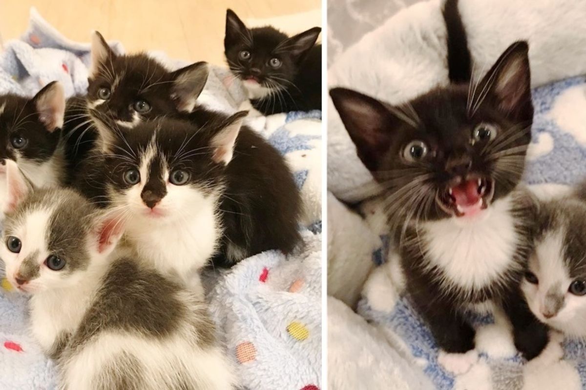 Stray Kittens Orphaned on the Street Stick Together Until Help Arrives