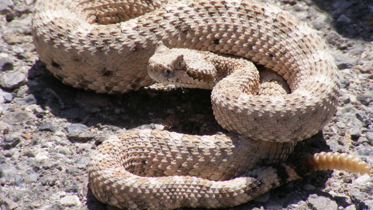 Researchers say a primitive Texan ate a rattlesnake whole and lived … at least for a while