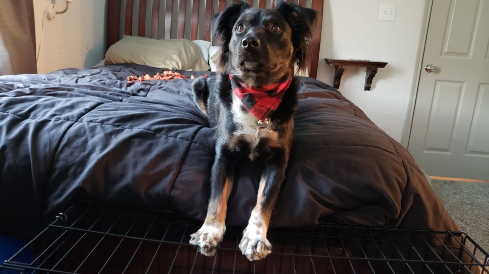 If Having A Kid Means Getting Rid Of Your Dog, Maybe You Shouldn't Have Either