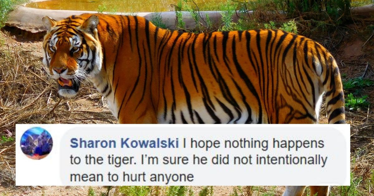 73-Year-Old Former Las Vegas Entertainer Who Was Mauled By Tiger Explains What Happened