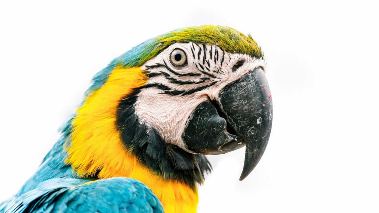 Drug Dealers' Pet Parrot Was Taken In For Questioning After Snitching On Police During Drug Raid