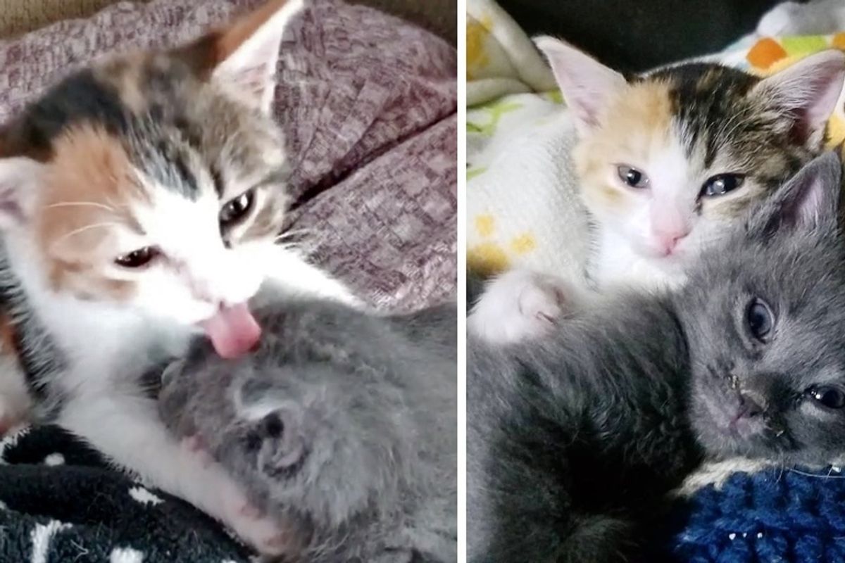 Orphaned Kitten Adopts Another Rescued Kitty Who Needed a Friend