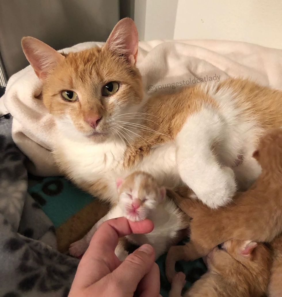 Farm Cat Purrs Up A Storm When She Finds Safe Home To Have Kittens