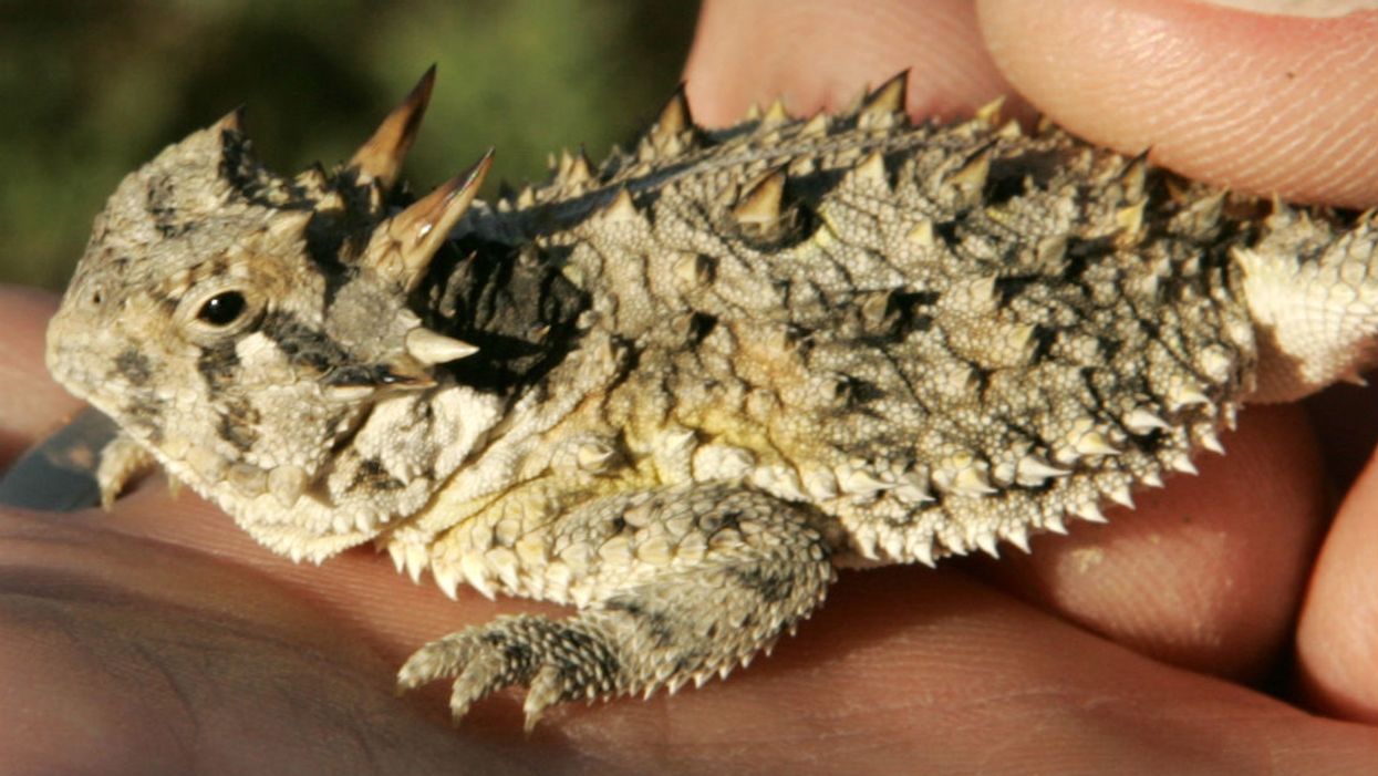 Texans working to save horny toads, their disappearing state reptile