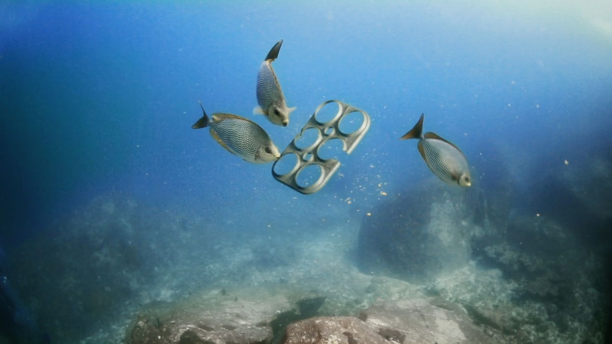 Brewery develops 6-pack rings that feed sea animals rather than strangle them
