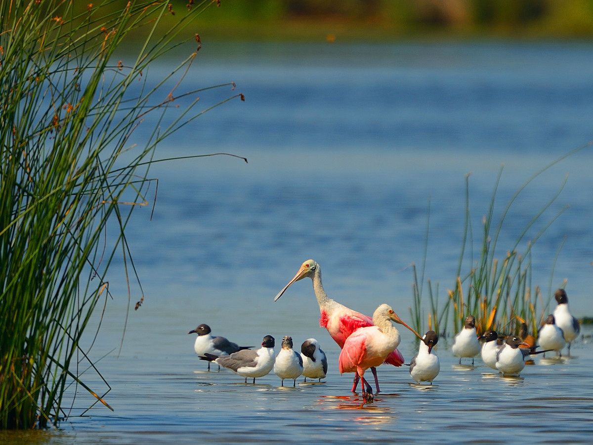 Galveston Bay rises with $2 million gift to protect ecosystem