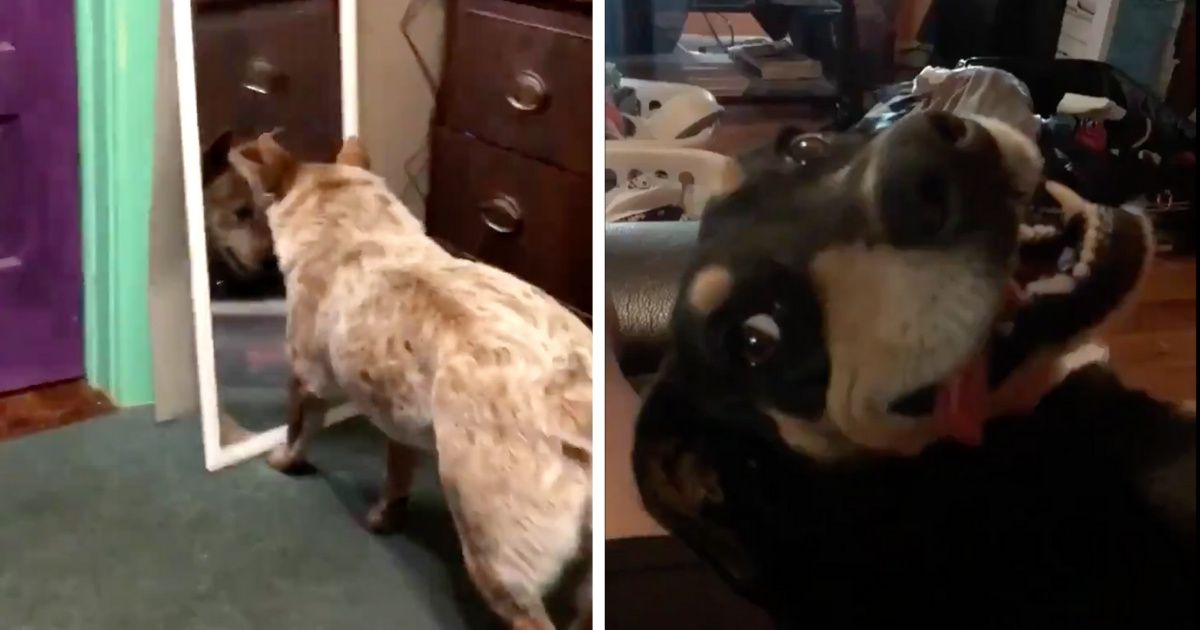 People Are Sharing Videos Of Some Of The Hilariously Bizarre Things Their Dogs Do