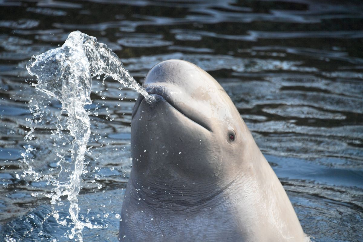 Beluga Whale Found By Fishermen Off The Coast Of Norway Thought To Be A Russian Spy