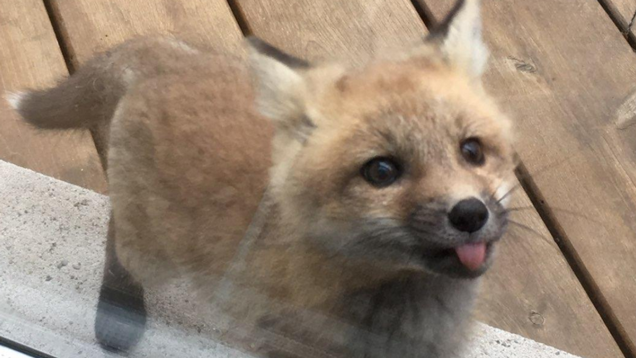 Some Tiny Baby Foxes Randomly Showed Up At Someone's Grandma's House, And The Photos Are A Total Cuteness Overload