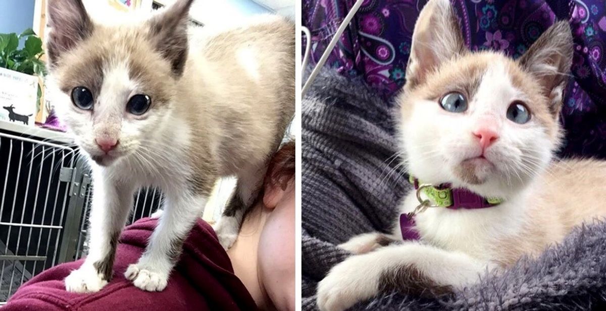 Volunteer Came to Foster a Rescued Kitten But the Kitty Had Plans of His Own