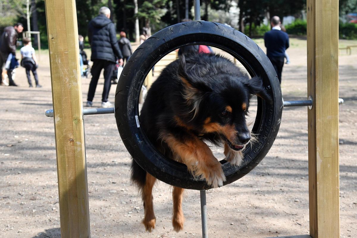 La ricetta elettronica veterinaria è un balzello per chi ha cani o gatti