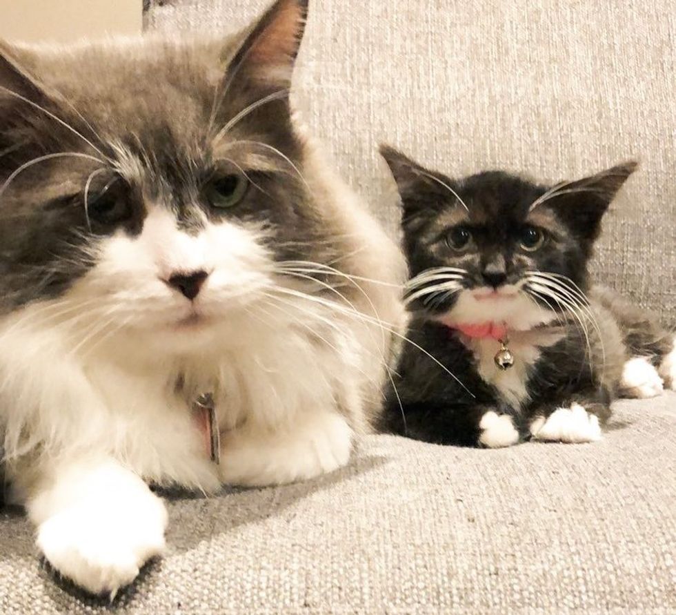 Kitten Who Can't Blink Like Other Cats, Has a Constant Smile and Friend ...