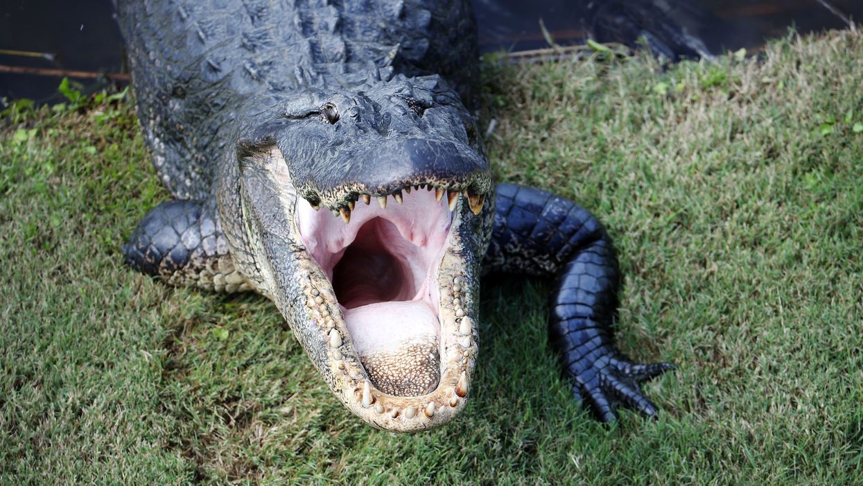 Alligator knocks on door, peeks in windows of Florida home