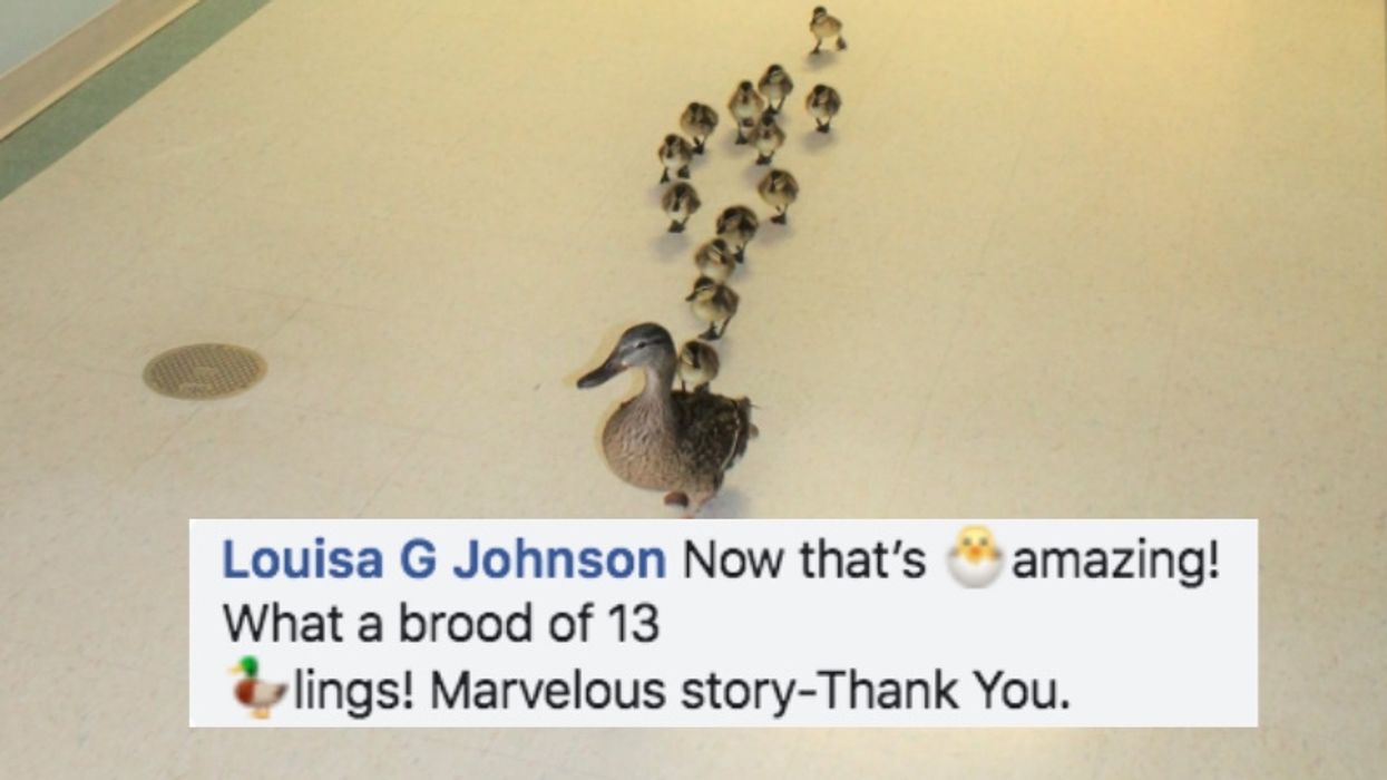 Family Of Ducks Makes An Adorable Annual Parade Through This New York Hospital