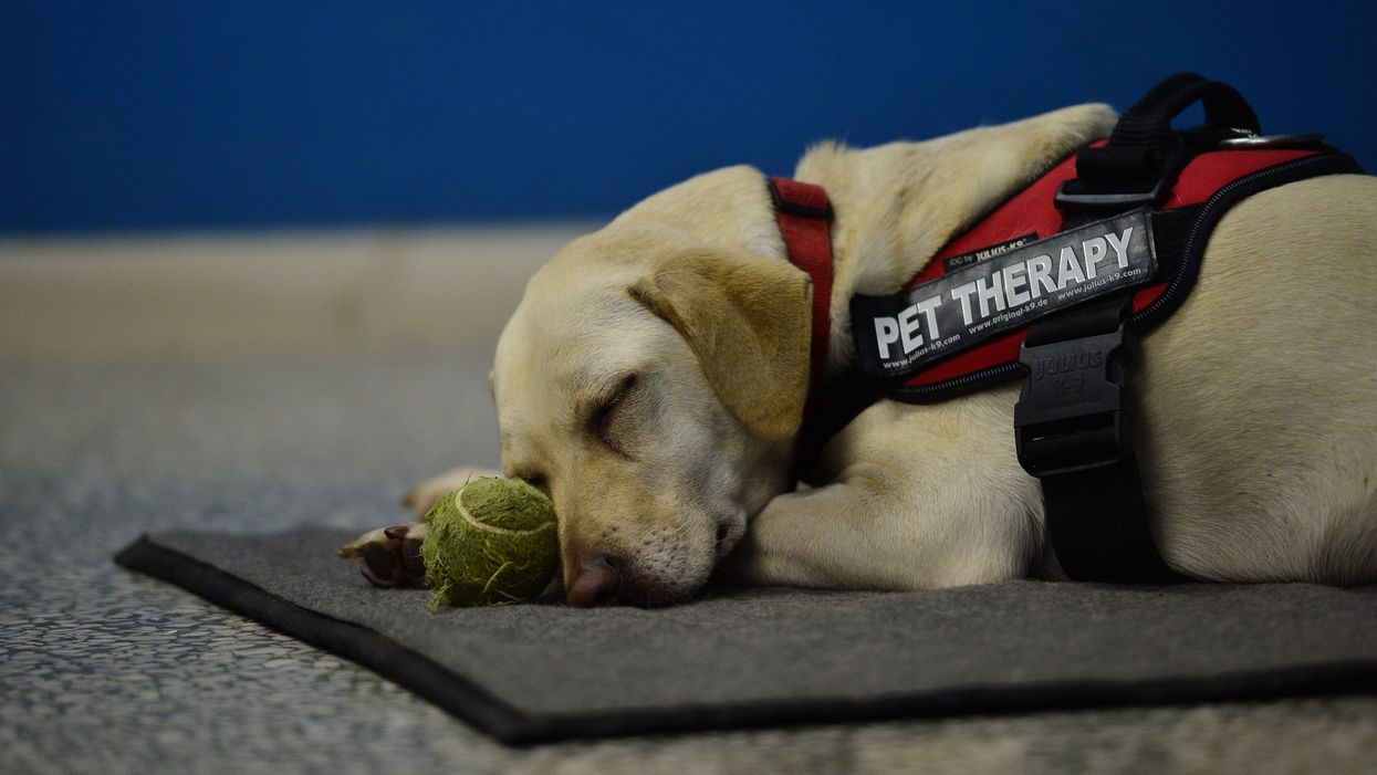 Parkland therapy dogs treated to their own page in student yearbook