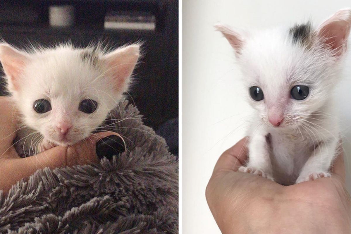 Veterinary Nurse Saves Palm-sized Kitten Despite Being Told She Should Give Up