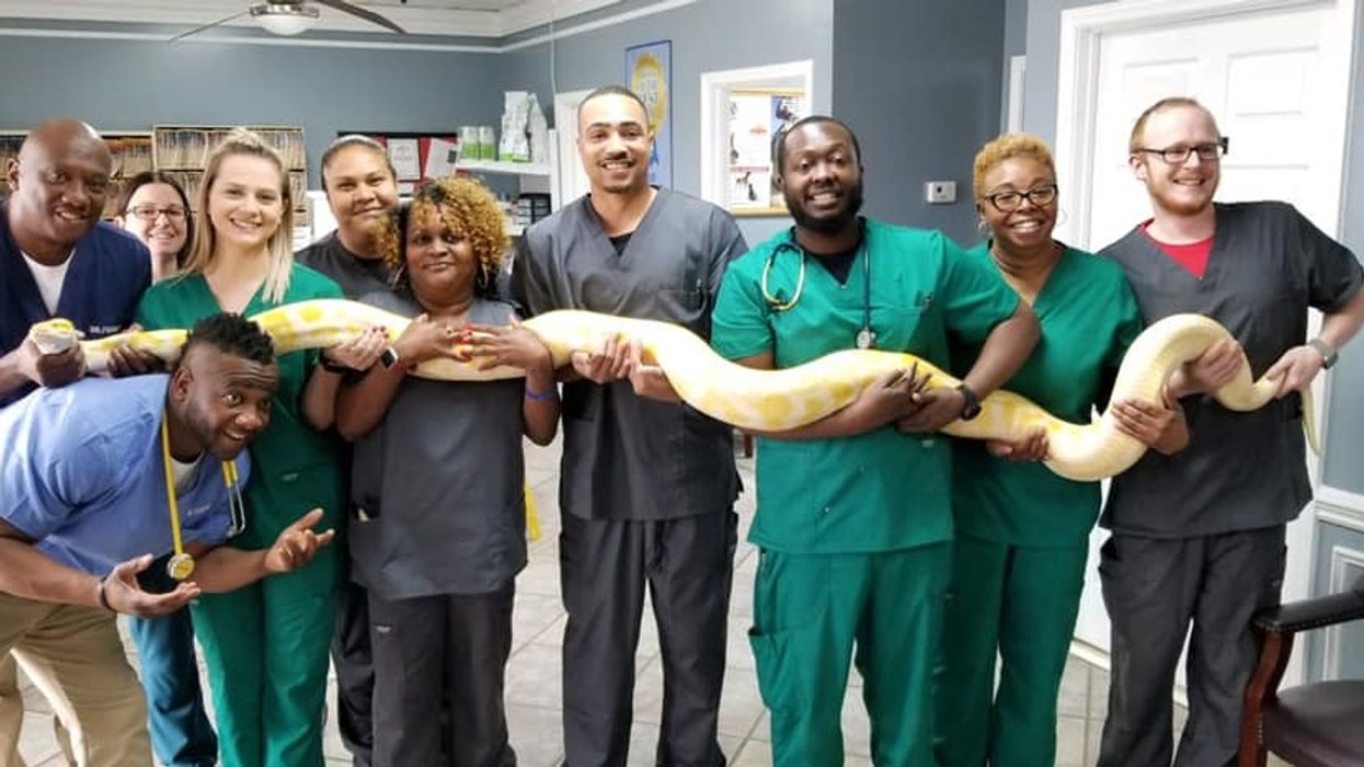 Georgia animal hospital to be spotlighted in new Nat Geo Wild series