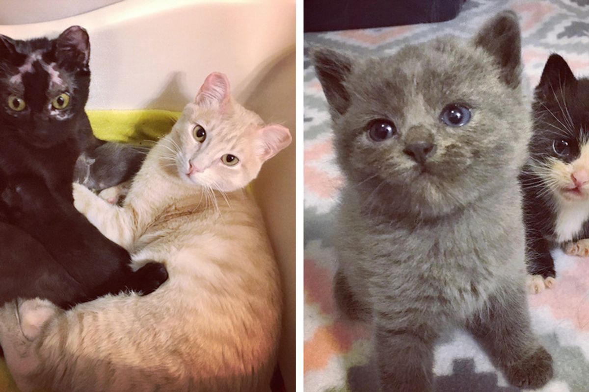 Cats Who Survived Car Fire, Got Help for Their Kittens Then Saved Orphaned Kitties Too