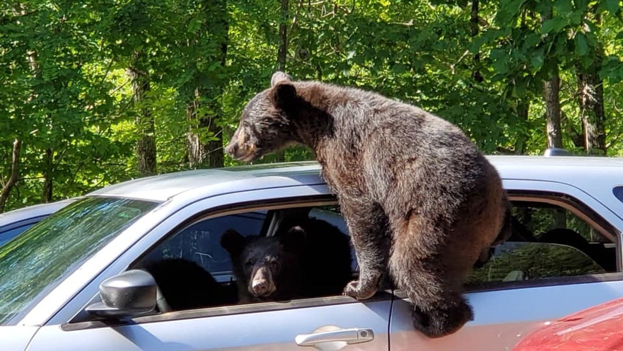Family of bears takeover Kentucky man's car