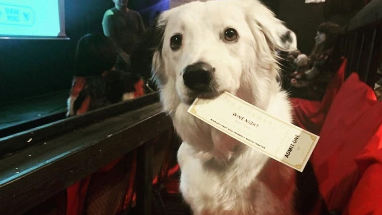 This Texas movie theater lets you bring your dog and serves wine