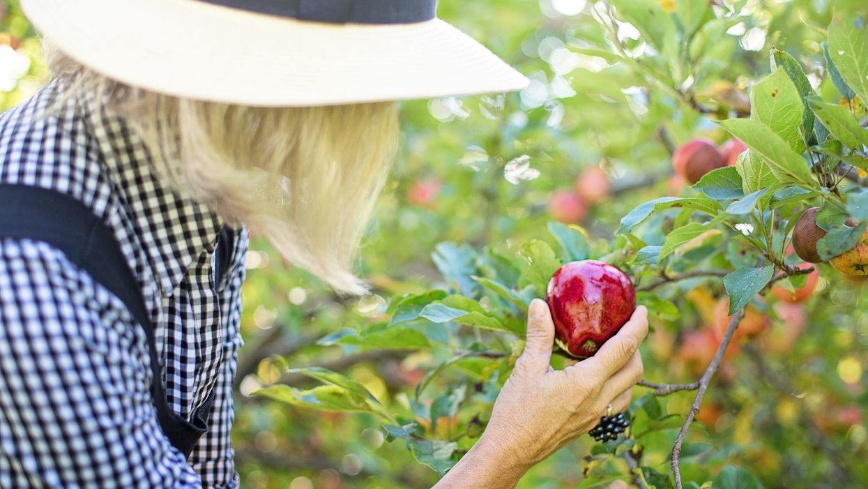 Georgia to be home to largest 'food forest' in the country