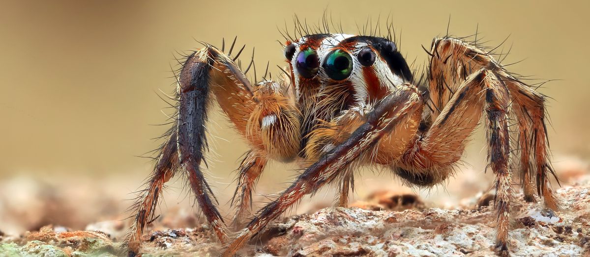 spider-crawls-onto-woman-s-lap-she-jumps-out-of-her-vehicle-vehicle