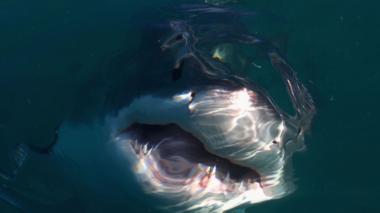 There's a cluster of great white sharks swarming the Carolinas coast