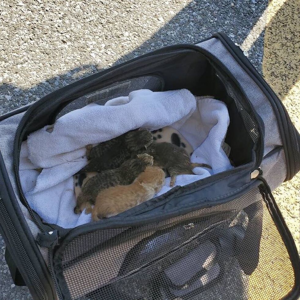 Worker Saw Cat Jump Out of Truck and Later Discovered Kittens Inside Love Meow