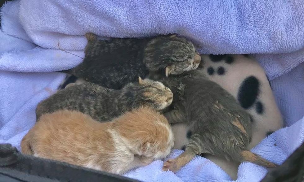 Worker Saw Cat Jump Out of Truck and Later Discovered Kittens Inside Love Meow