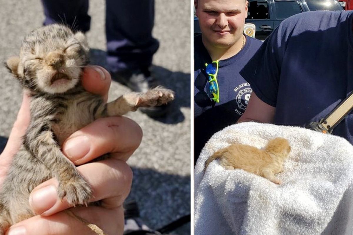 Worker Saw Cat Jump Out of Truck and Later Discovered Kittens Inside