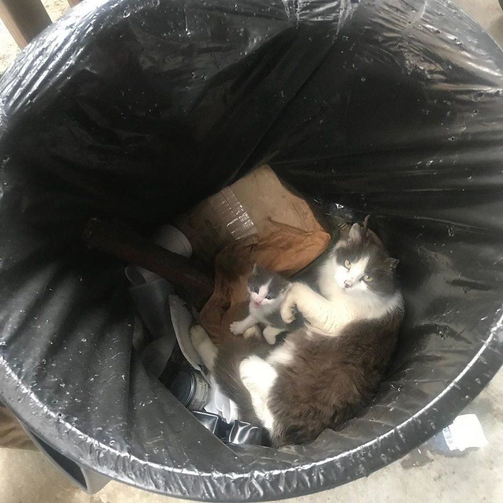 Что делать если съел пакет. Бездомные кошки. Кот в мусорном ведре.