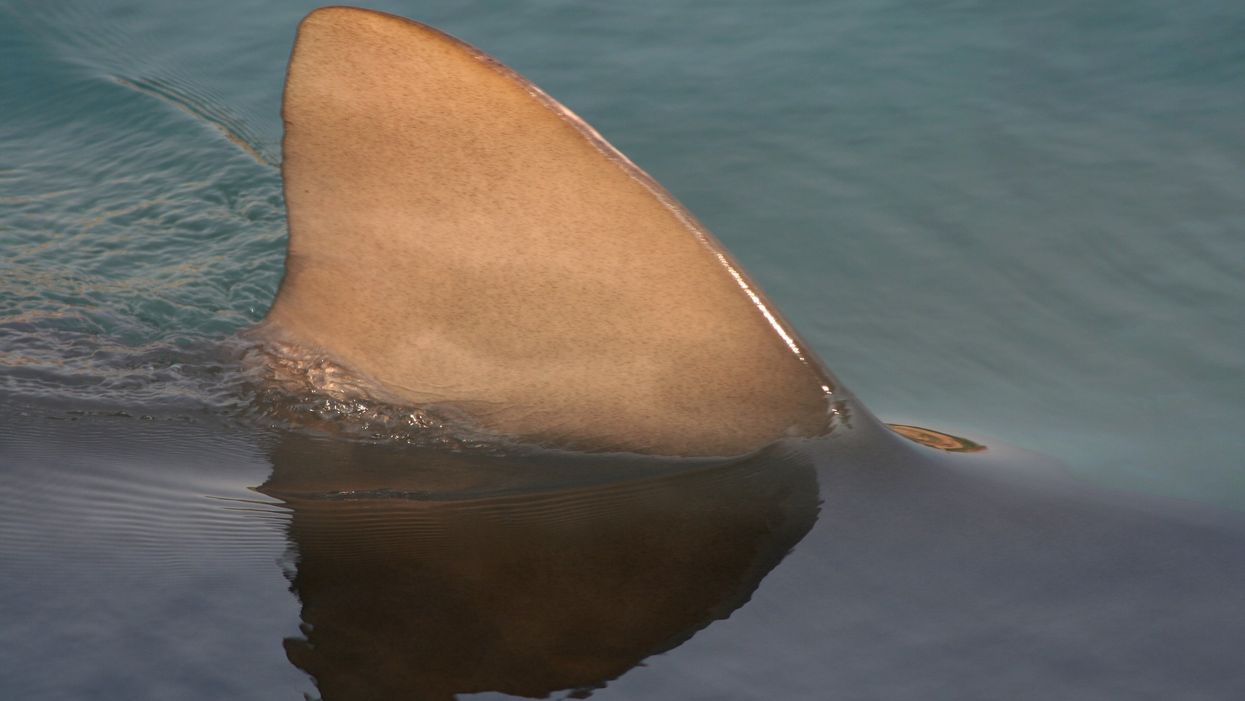 Here's a 100 percent accurate way to tell if there are sharks in the water this summer