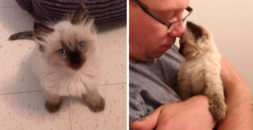 Kittens Found on Hiking Trail Climb Up to Rescuer and Can't Stop