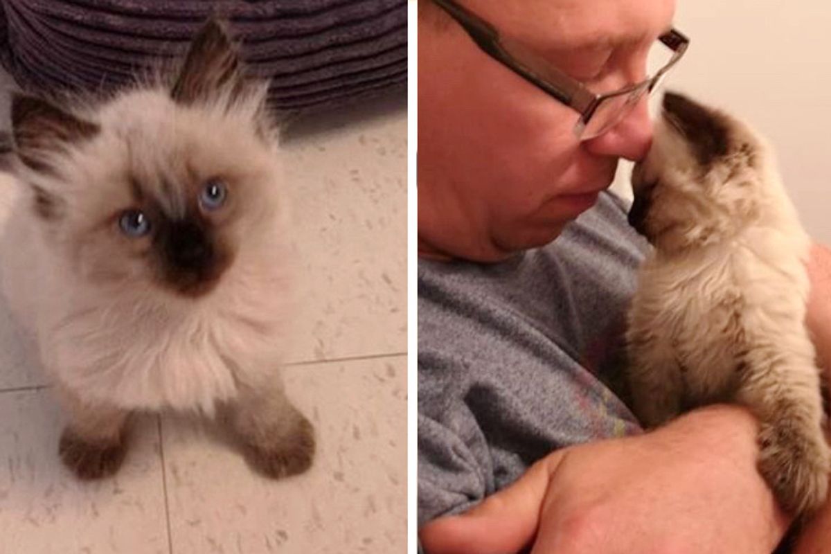 Kittens Found on Hiking Trail Climb Up to Rescuer and Can't Stop Cuddling