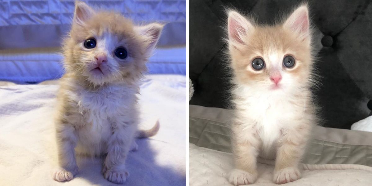 Kitten Who Was Alone at Shelter, Finds Happiness When Someone Saves Him