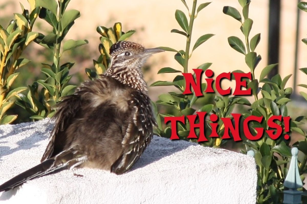 Roadrunners Are Real, And They're Spectacular!
