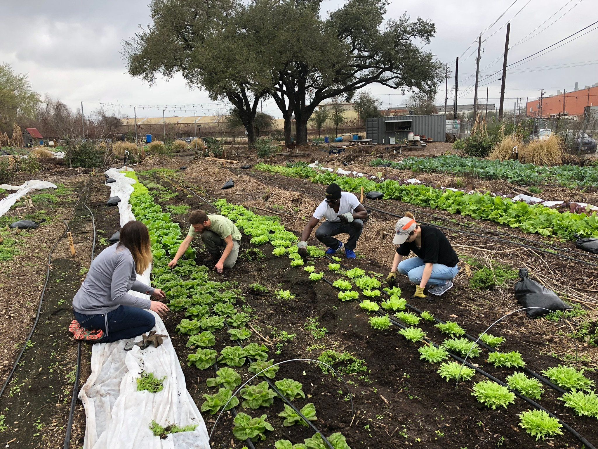 Volunteering at a local farm does wonders for your mental health!
