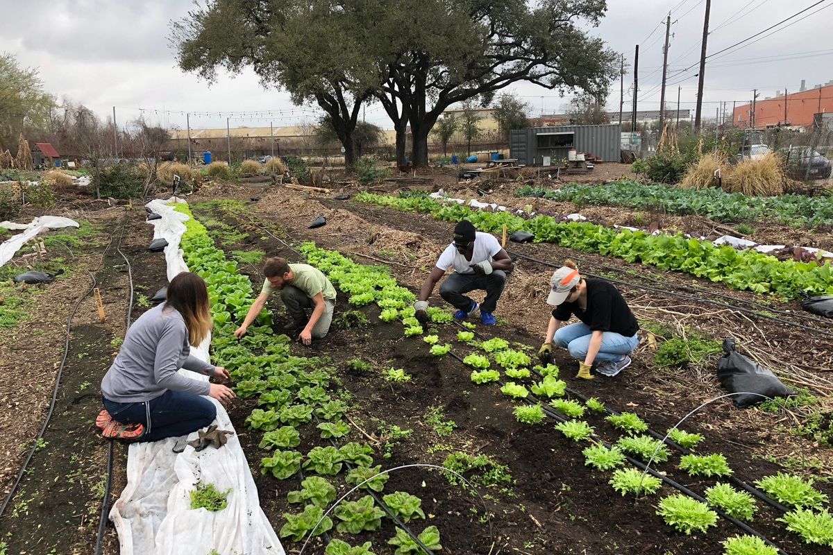 Volunteering at a local farm does wonders for your mental health!