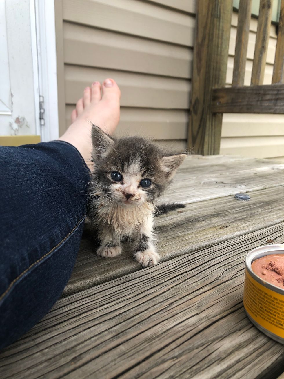 7 Reasons Your Cat May Be Meowing Constantly