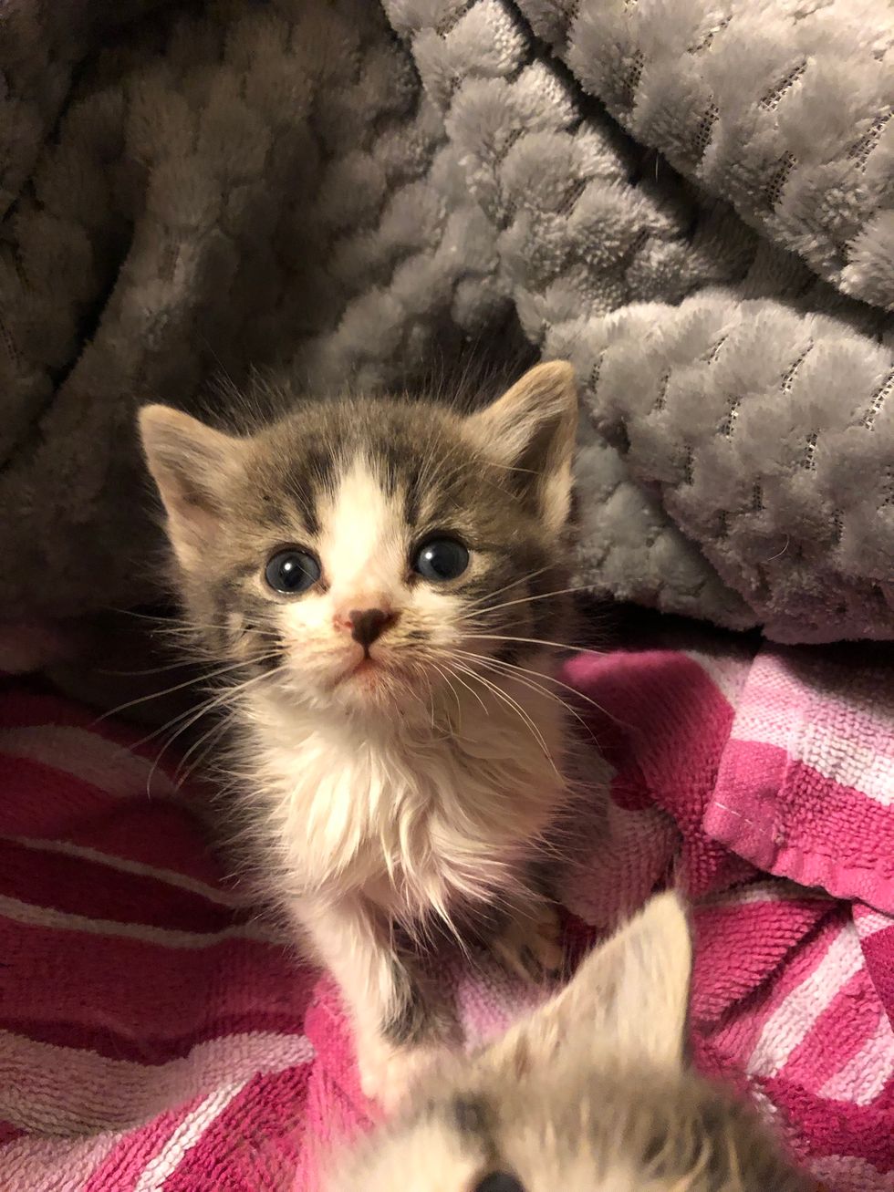 Stray Kitten Ran Up to a Couple, Meowing for Help — He Brought His ...